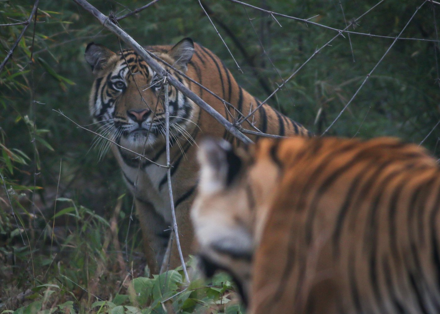 Bandhavgarh Wildlife Tour